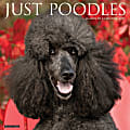 2025 Willow Creek Press Monthly Wall Calendar, 12" x 12", Poodles, January 2025 to December 2025, 44520 1 thumbnail image