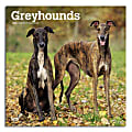 2024 Brown Trout Monthly Square Wall Calendar, 12" x 12", Greyhounds, January To December 1 thumbnail image