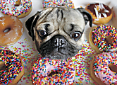 Willow Creek Press 1,000-Piece Puzzle, 26-5/8" x 19-1/4", Doug The Pug 1 thumbnail image