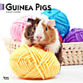 2024 Brown Trout Monthly Square Wall Calendar, 12" x 12", Guinea Pigs, January To December 1 thumbnail image