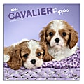 2024 Brown Trout Monthly Square Wall Calendar, 12" x 12", Cavalier King Charles Spaniel Puppies, January To December 1 thumbnail image