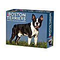 2025 Willow Creek Press Daily Desk Box Calendar, Animals, 5-1/2” x 6-1/4", Boston Terriers, January To December, 40683 1 thumbnail image