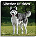 2025 BrownTrout Siberian Huskies Monthly Plastic-Free Square Wall Calendar, 12" x 12", Dog Breeds, January to December 2025, 9781975477776 1 thumbnail image