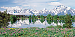 Biggies Wall Mural, 27" x 54", Mountain Flower 1 thumbnail image