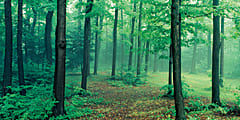 Biggies Wall Mural, 40" x 80", Misty Forest 1 thumbnail image