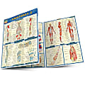 QuickStudy Guide, Anatomy 2, Total Qty 1 1 thumbnail image