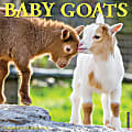Willow Creek Press Animals Monthly Wall Calendar, Baby Goats, 12" x 12", January To December 2021