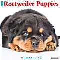 Willow Creek Press Animals Monthly Wall Calendar, 12" x 12", Just Rottweiler Puppies, January to December 2022, 19436 1 thumbnail image