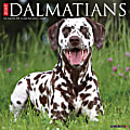 Willow Creek Press Animals Monthly Wall Calendar, 12" x 12", Just Dalmatians, January to December 2022, 17760 1 thumbnail image