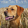 2026 Willow Creek Press Animals Monthly Wall Calendar, 12" x 12", What Labs Teach Us, January To December, 53218 1 thumbnail image