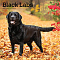 2025 BrownTrout Black Labrador Retrievers Monthly Plastic-Free Square Wall Calendar, 12" x 12", Dog Breeds, January to December 2025, 9781975477349 1 thumbnail image