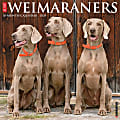 2024 Willow Creek Press Animals Monthly Wall Calendar, 12" x 12", Just Weimaraners, January To December