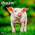 2025 BrownTrout Piglets Monthly Plastic-Free Square Wall Calendar, 12" x 12", Domesticated Animals, January to December 2025, 9781975477523 1 thumbnail image