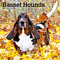 2024 Brown Trout Monthly Square Wall Calendar, 12" x 12", Basset Hounds, January To December