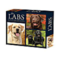 2025 Willow Creek Press Daily Desk Box Calendar, Animals, 5-1/2” x 6-1/4”, Just Labs, January To December, 40928 1 thumbnail image