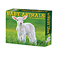 2026 Willow Creek Press Page-A-Day Daily Desk Calendar, 6-1/4" x 5-1/2", Baby Animals, January To December, 53928 1 thumbnail image