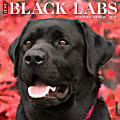 2024 Willow Creek Press Animals Monthly Wall Calendar, 12" x 12", Just Black Labs, January To December