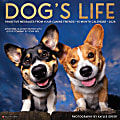 2026 Willow Creek Press Animals Monthly Wall Calendar, 12" x 12", Dog's Life, January To December, 51009 1 thumbnail image