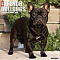 2026 Willow Creek Press Animals Monthly Wall Calendar, 12" x 12", French Bulldogs, January To December, 51177 1 thumbnail image