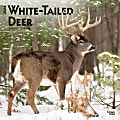 2024 Brown Trout Monthly Square Wall Calendar, 12" x 12", White Tailed Deer, January To December