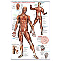 "The Muscular System" Anatomy Poster, 24" x 36" 1 thumbnail image