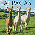 Willow Creek Press Animals Monthly Wall Calendar, Alpacas, 12" x 12", January To December 2021 1 thumbnail image