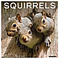 2024 Willow Creek Press Animals Monthly Wall Calendar, 12" x 12", Squirrels, January To December