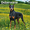 2024 Brown Trout Monthly Square Wall Calendar, 12" x 12", Dobermans, January To December 1 thumbnail image