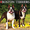 2025 Willow Creek Press Monthly Wall Calendar, 12" x 12", Boston Terriers, January 2025 to December 2025, 41925 1 thumbnail image