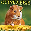 2026 Willow Creek Press Animals Monthly Wall Calendar, 12" x 12", Guinea Pigs, January To December, 51405 1 thumbnail image