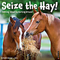 2025 Willow Creek Press Monthly Wall Calendar, 12" x 12", Seize The Hay, January 2025 to December 2025, 44810