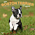 2024 Brown Trout Monthly Square Wall Calendar, 12" x 12", Boston Terrier Puppies, January To December