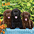 2025 BrownTrout Labrador Retriever Puppies Monthly Plastic-Free Square Wall Calendar, 12" x 12", Dog Breeds, January to December 2025, 9781975477301 1 thumbnail image