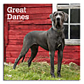 2024 Brown Trout Monthly Square Wall Calendar, 12" x 12", Great Danes International Edition, January To December 1 thumbnail image