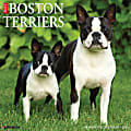 2026 Willow Creek Press Animals Monthly Wall Calendar, 12" x 12", Boston Terriers, January To December, 55342 1 thumbnail image