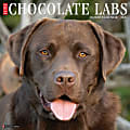 2026 Willow Creek Press Animals Monthly Wall Calendar, 12" x 12", Chocolate Labs, January To December, 50705 1 thumbnail image