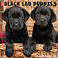 2024 Willow Creek Press Animals Monthly Wall Calendar, 12" x 12", Just Black Lab Puppies, January To December