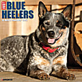 2025 Willow Creek Press Animals Monthly Wall Calendar, 12” x 12”, Blue Heelers, January To December, 41888