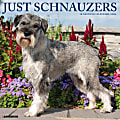 2026 Willow Creek Press Animals Monthly Wall Calendar, 12" x 12", Schnauzers, January To December, 52686 1 thumbnail image