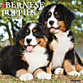 2025 Willow Creek Press Animals Monthly Wall Calendar, 12” x 12”, Bernese Mountain Dog Puppies, January To December, 41703 1 thumbnail image