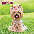 2025 BrownTrout Animals Monthly Plastic-Free Square Wall Calendar, 12" x 12", Yorkshire Terriers, January 2025 To December 2025 1 thumbnail image