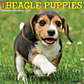 2024 Willow Creek Press Animals Monthly Wall Calendar, 12" x 12", Just Beagle Puppies, January To December