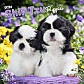 2024 Brown Trout Monthly Square Wall Calendar, 12" x 12", Shih Tzu Puppies, January To December