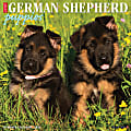 2026 Willow Creek Press Animals Monthly Wall Calendar, 12" x 12", German Shepherd Puppies, January To December, 51221 1 thumbnail image