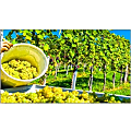 NEC Display 46" LED-Backlit Ultra-Narrow Professional-Grade Large-Screen Display 1 thumbnail image