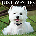 2026 Willow Creek Press Animals Monthly Wall Calendar, 12" x 12", Westies, January To December, 53133 1 thumbnail image