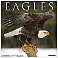 2026 Willow Creek Press Animals Monthly Wall Calendar, 12" x 12", Eagles, January To December, 51030 1 thumbnail image