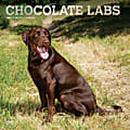 Brown Trout Animals Monthly Wall Calendar, 12" x 12", Chocolate Labrador Retrievers, January To December 2023 1 thumbnail image