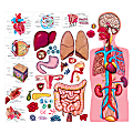 Little Folk Visuals Human Body Flannelboard Set, Multicolor, Grades 1-8 1 thumbnail image