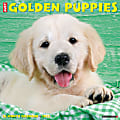 Willow Creek Press Animals Monthly Wall Calendar, 12" x 12", Just Golden Puppies, January to December 2022, 18095 1 thumbnail image